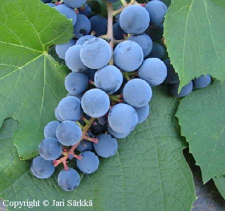 Vitis Labruscana-Ryhm   'Zilga'